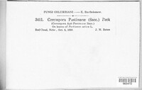 Passalora pastinacae image